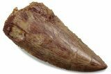 Serrated Raptor Tooth - Real Dinosaur Tooth #376395-1